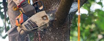 Reliable Mason, TN Tree Care Services Solutions